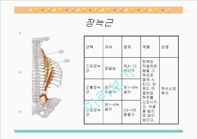 [의학,약학][해부생리] 척추를 움직이는 근육들.ppt